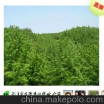 緬甸種植合作新機(jī)遇 助力農(nóng)林牧漁項(xiàng)目蓬勃發(fā)展