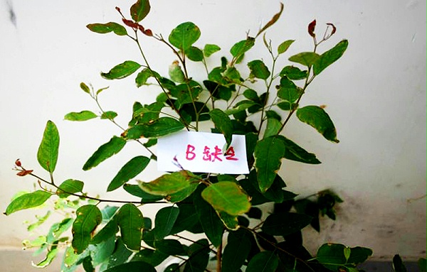 桉樹出現(xiàn)紅葉分叉怎么辦？廣西營林營養(yǎng)失衡診斷與肥料廠家選擇指南
