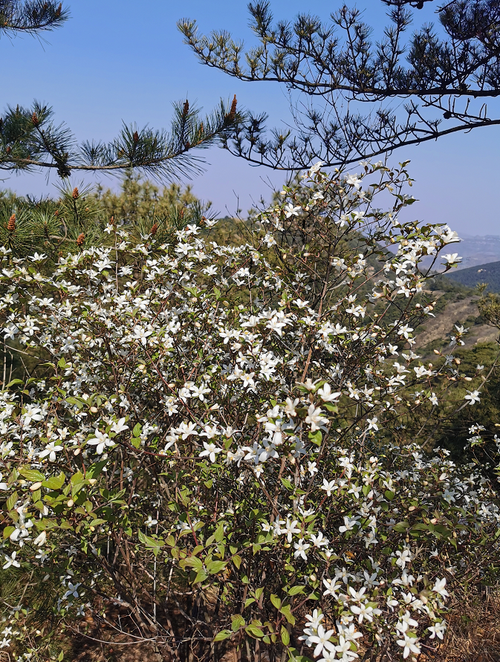 原山林區(qū)十二時(shí)辰之樵嶺前營林區(qū)護(hù)林員陳志明張義清